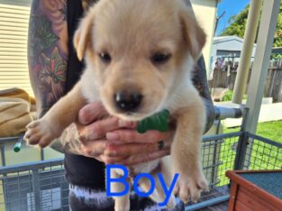 German Shepherd & RottieX Puppies