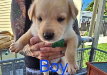 German Shepherd & RottieX Puppies