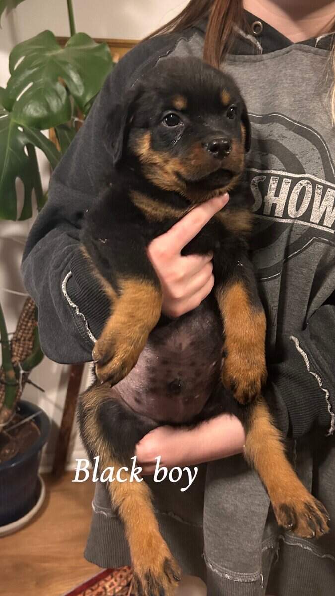 Rottweiler puppies image 7