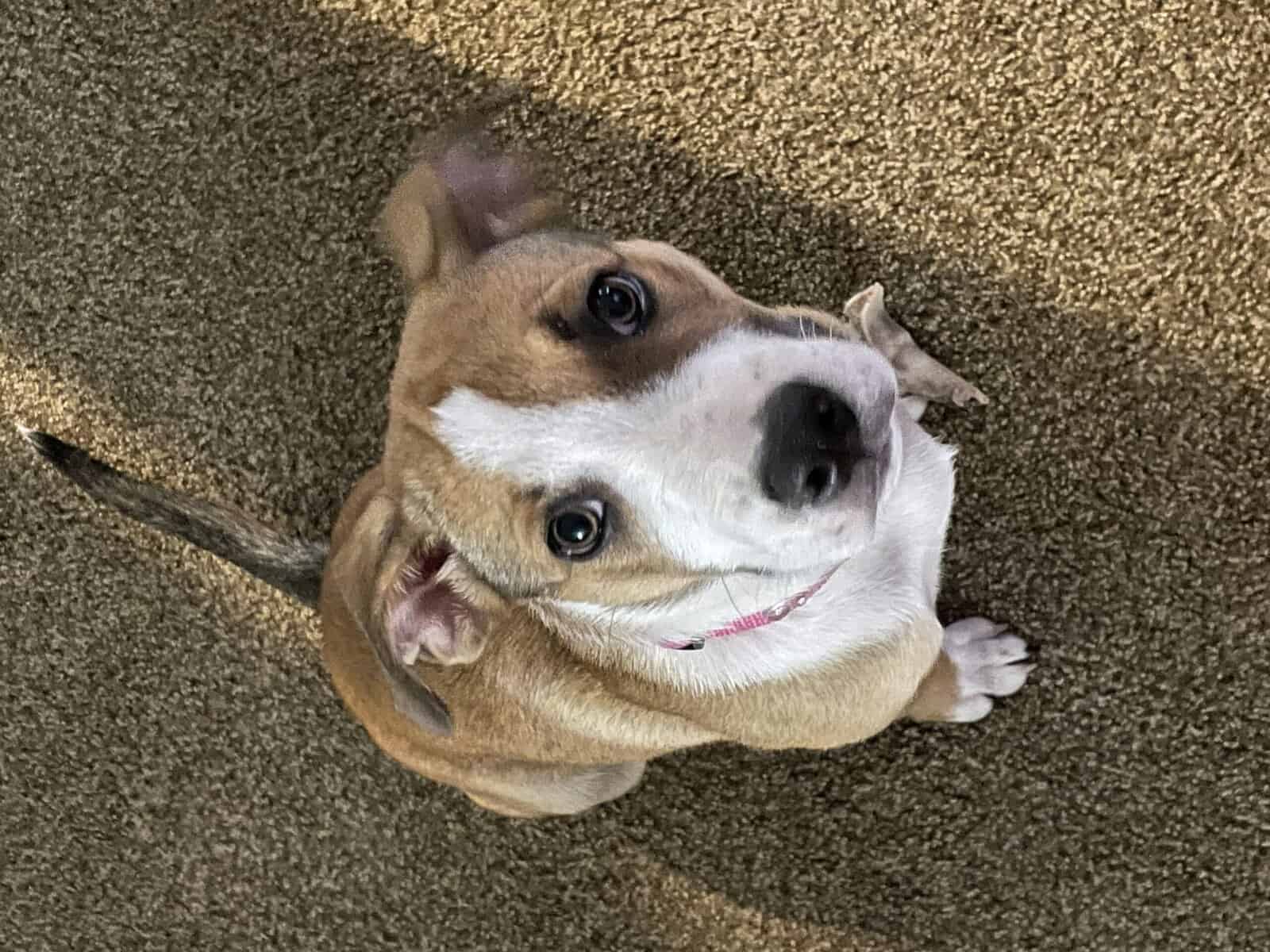 Daisy Mae needs a forever home! image 1