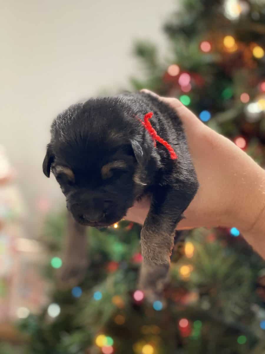 AKC Registered German Shepherd Puppies — 9 Availab image 4