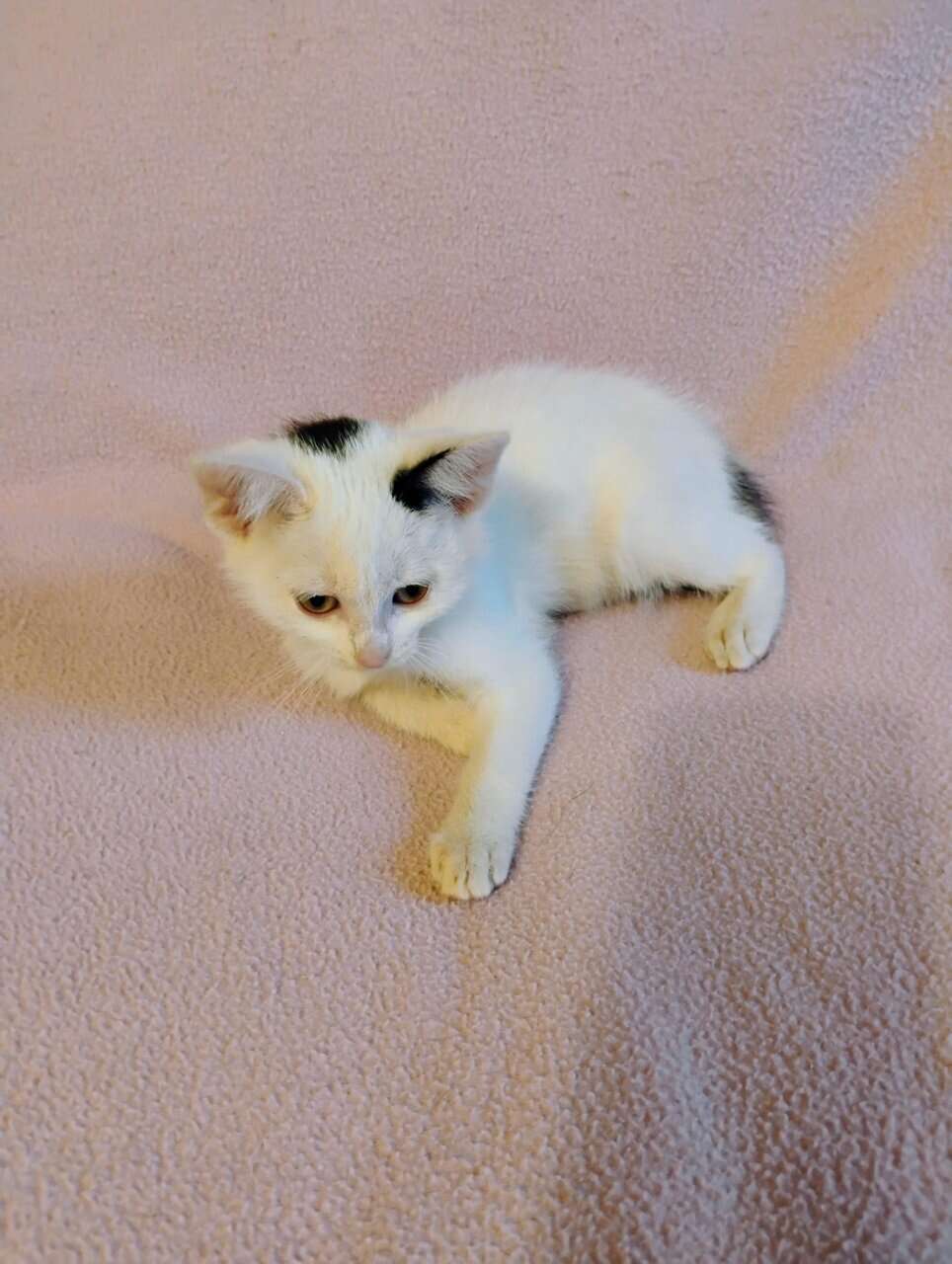 Kitten image 2