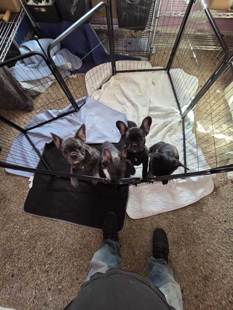 French Bulldog Puppies image 2