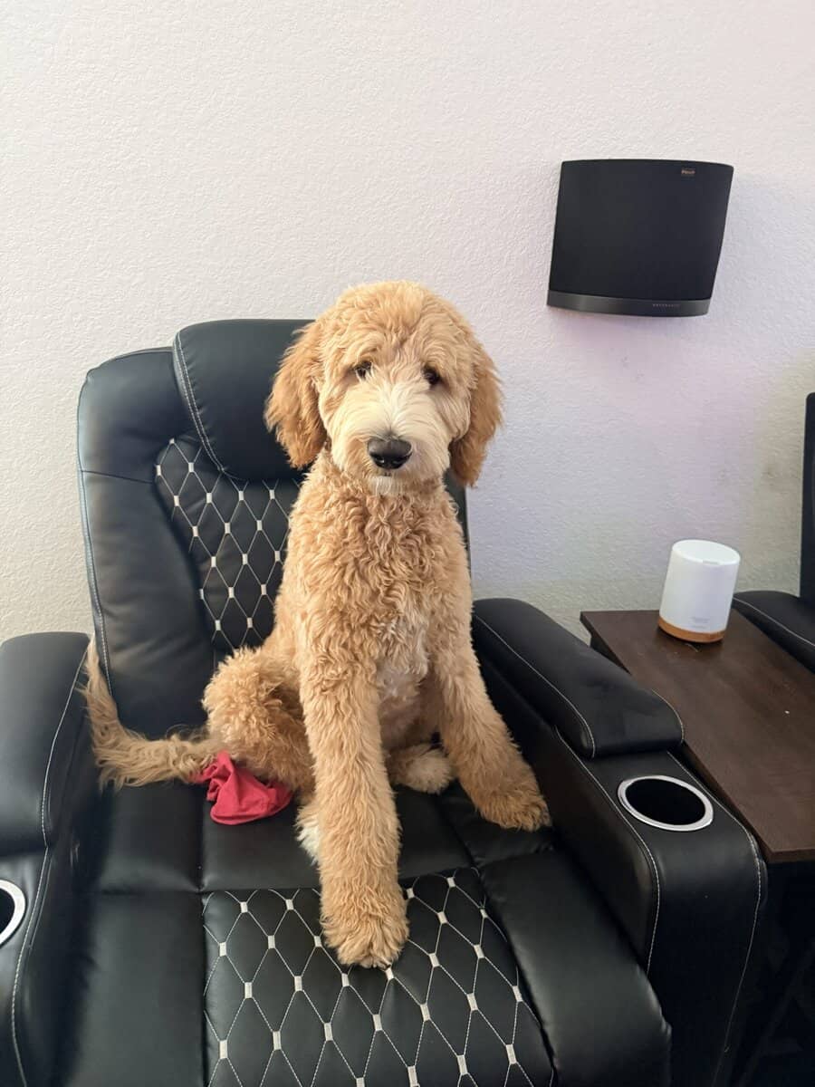 Fully Trained 6 Month Old Goldendoodle Puppy image 2