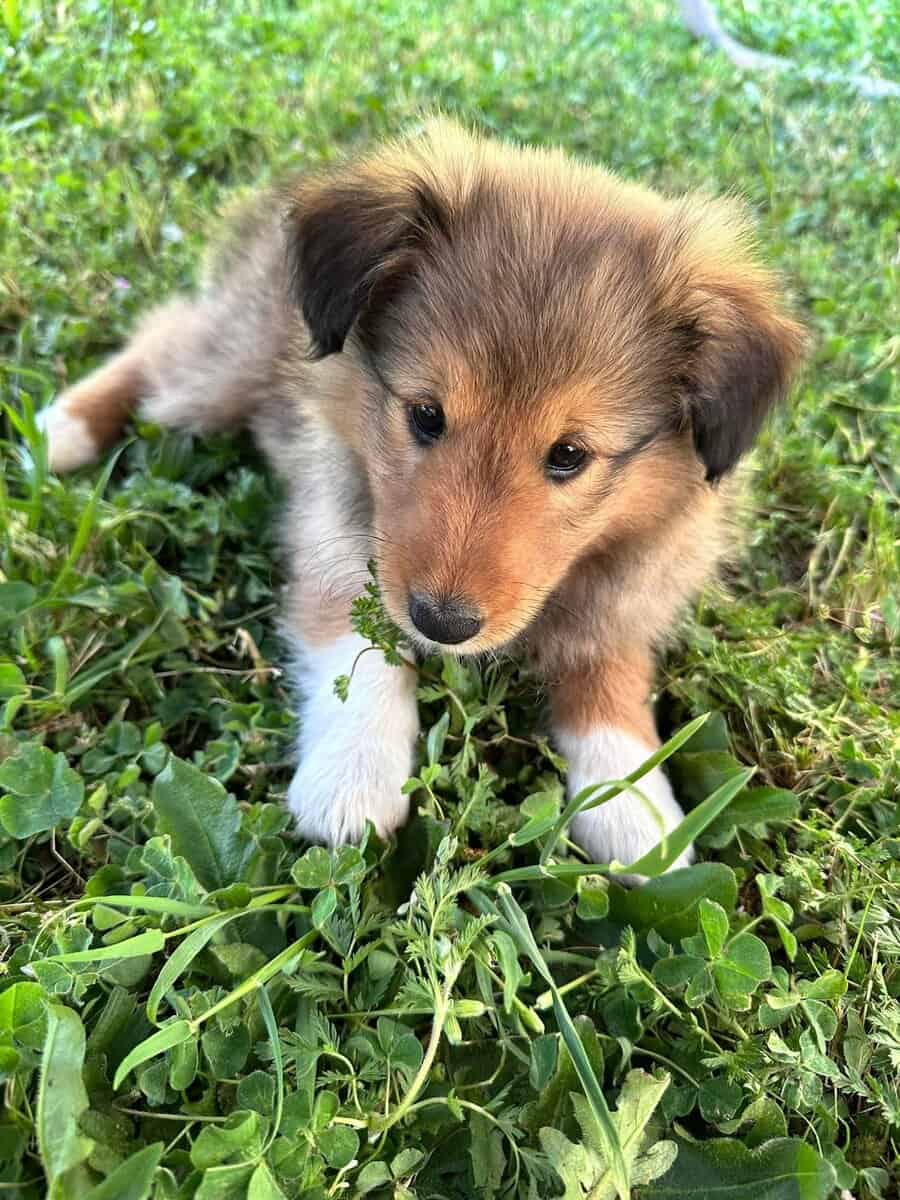 Sheltie image 2
