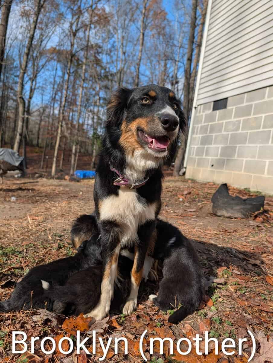 Border Collie Puppies image 8