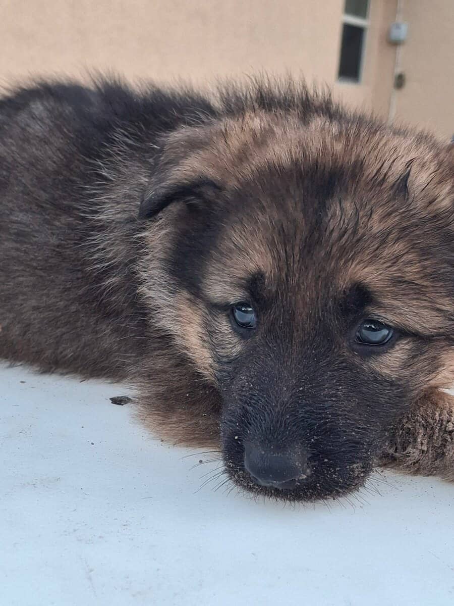 German Shepherd image 3