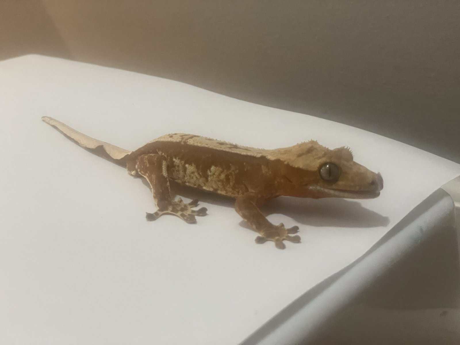 Crested Gecko male 20g image 2