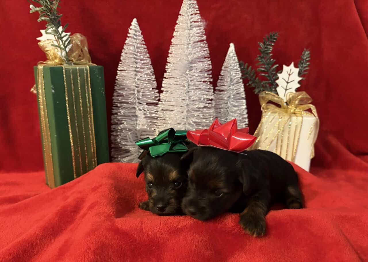 Purebred Yorkies image 3