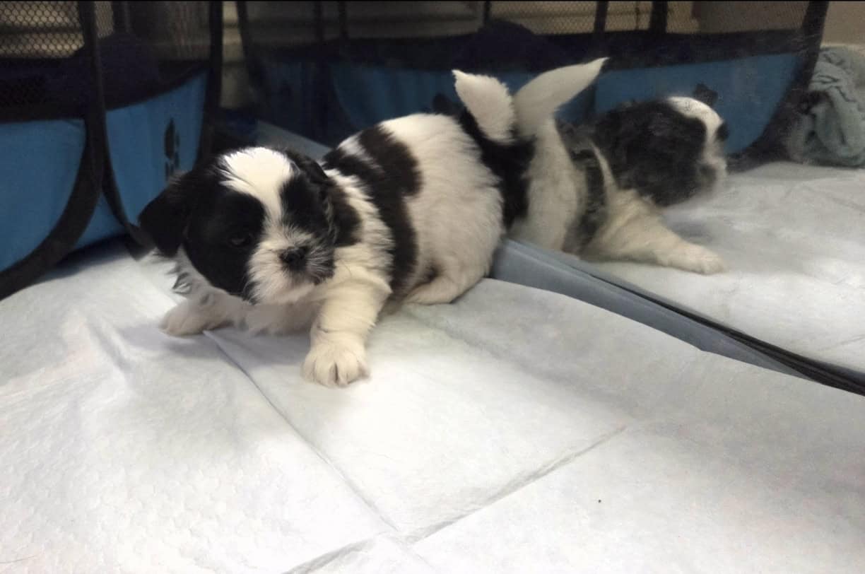 8 week old Shih Tzu image 2