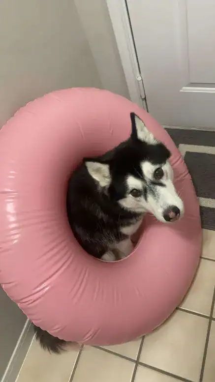 EMERGENCY REHOMING | Suki image 2