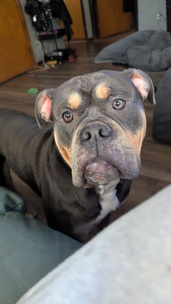 English bulldogges image 2