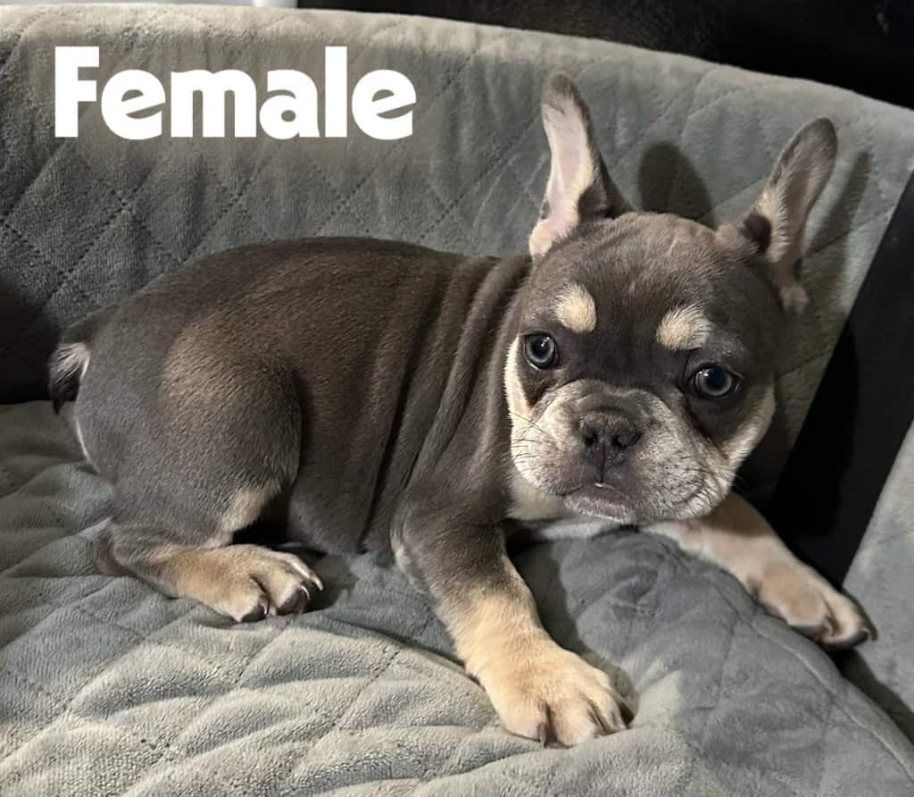 French Bulldogs AKC image 3