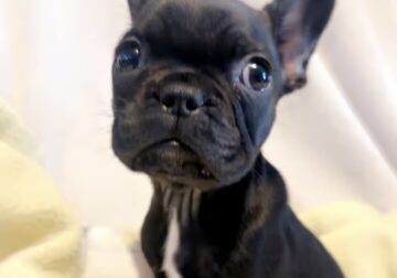 Female black brindle French bulldog