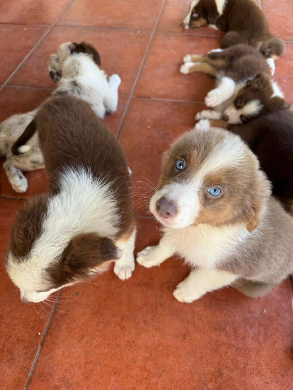 Australian Shepherd image 5