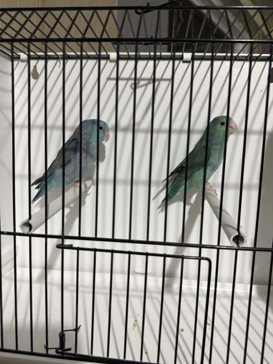 Parrotlets image 2