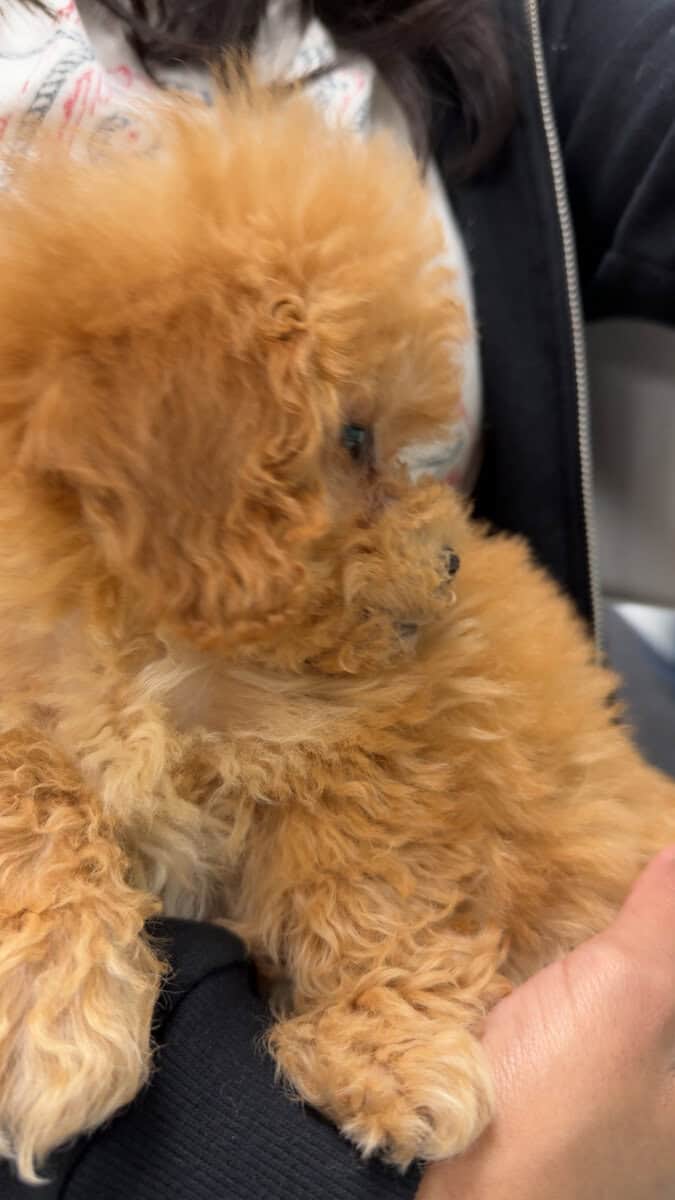 ✨ Mini Golden Doodle Puppy – 9 Weeks Old – “Lola” image 3