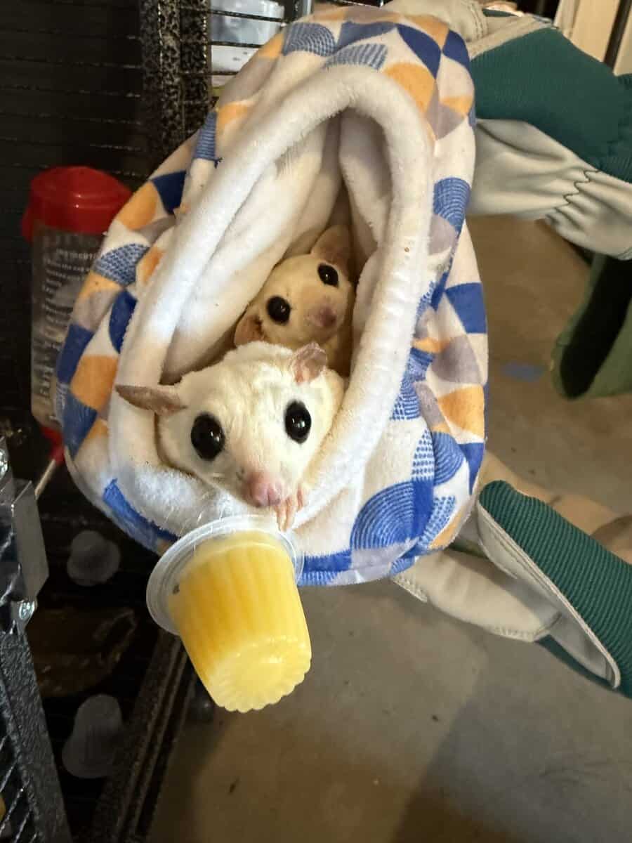 Sugar gliders - 2 female image 1