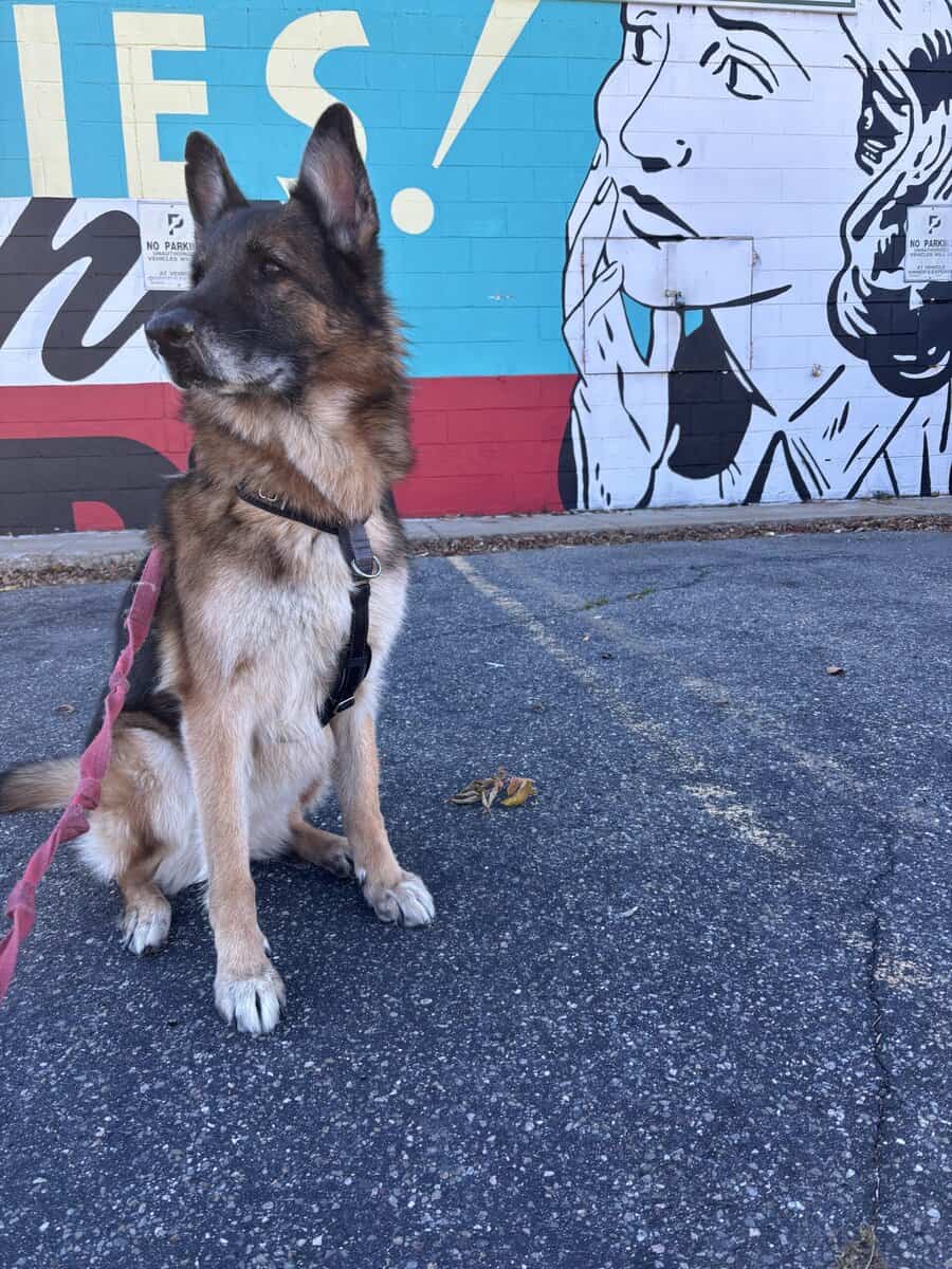Looking to Rehome Delta (GSD) image 1