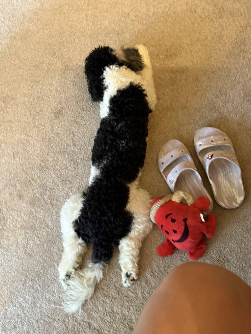 Mini poodle mix image 3