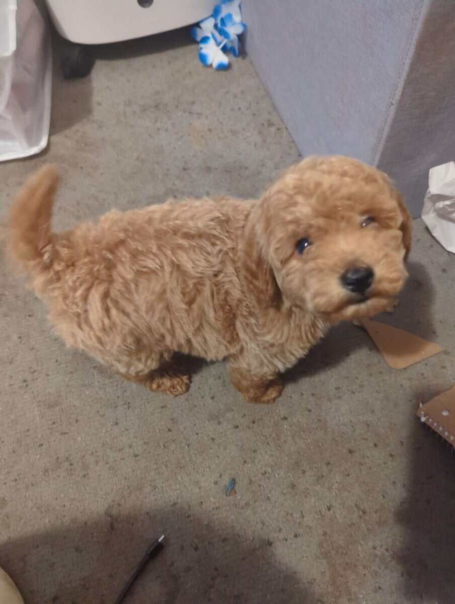 King ( miniature Poodle) image 3