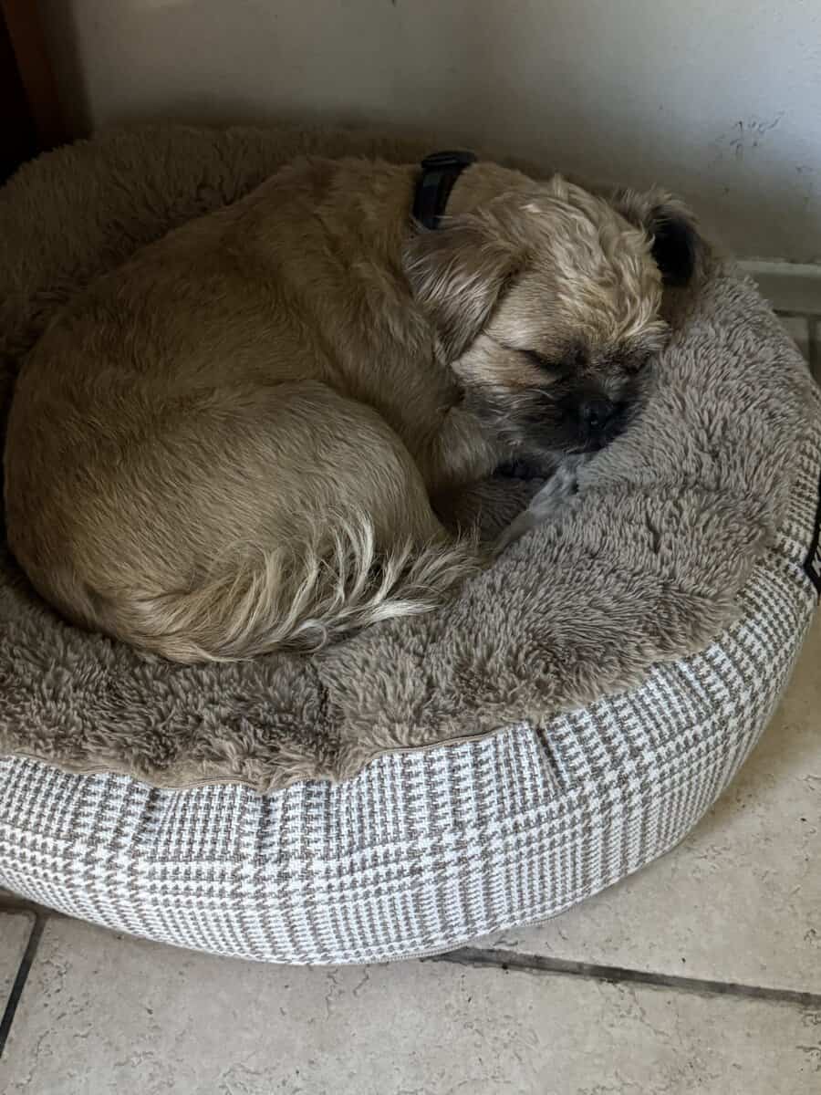 FREE TO A LOVING HOME – Affenpinscher/Shih Tzu Mix image 3