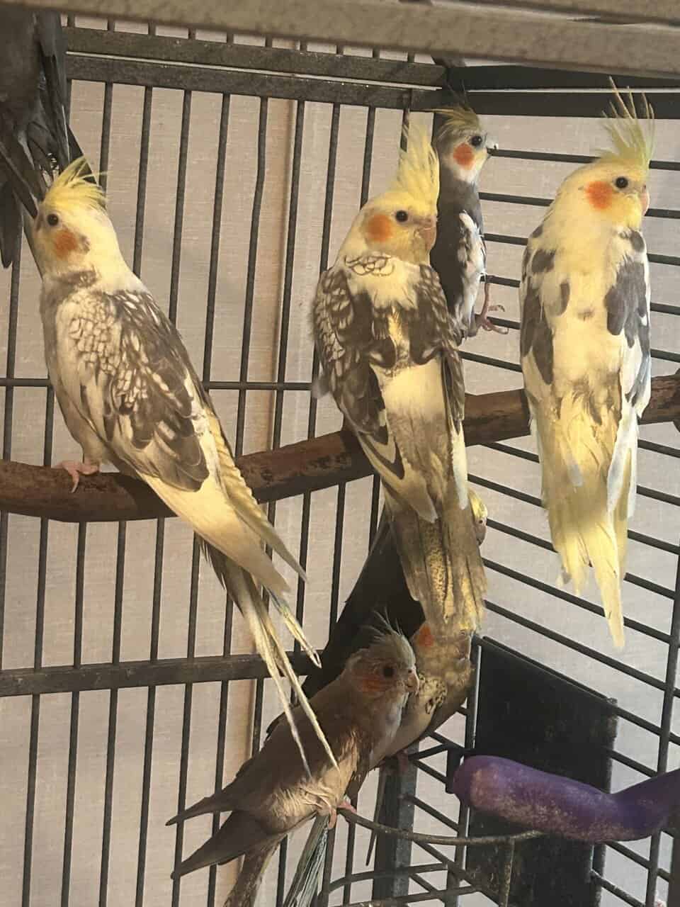 Cockatiel for sale image 2