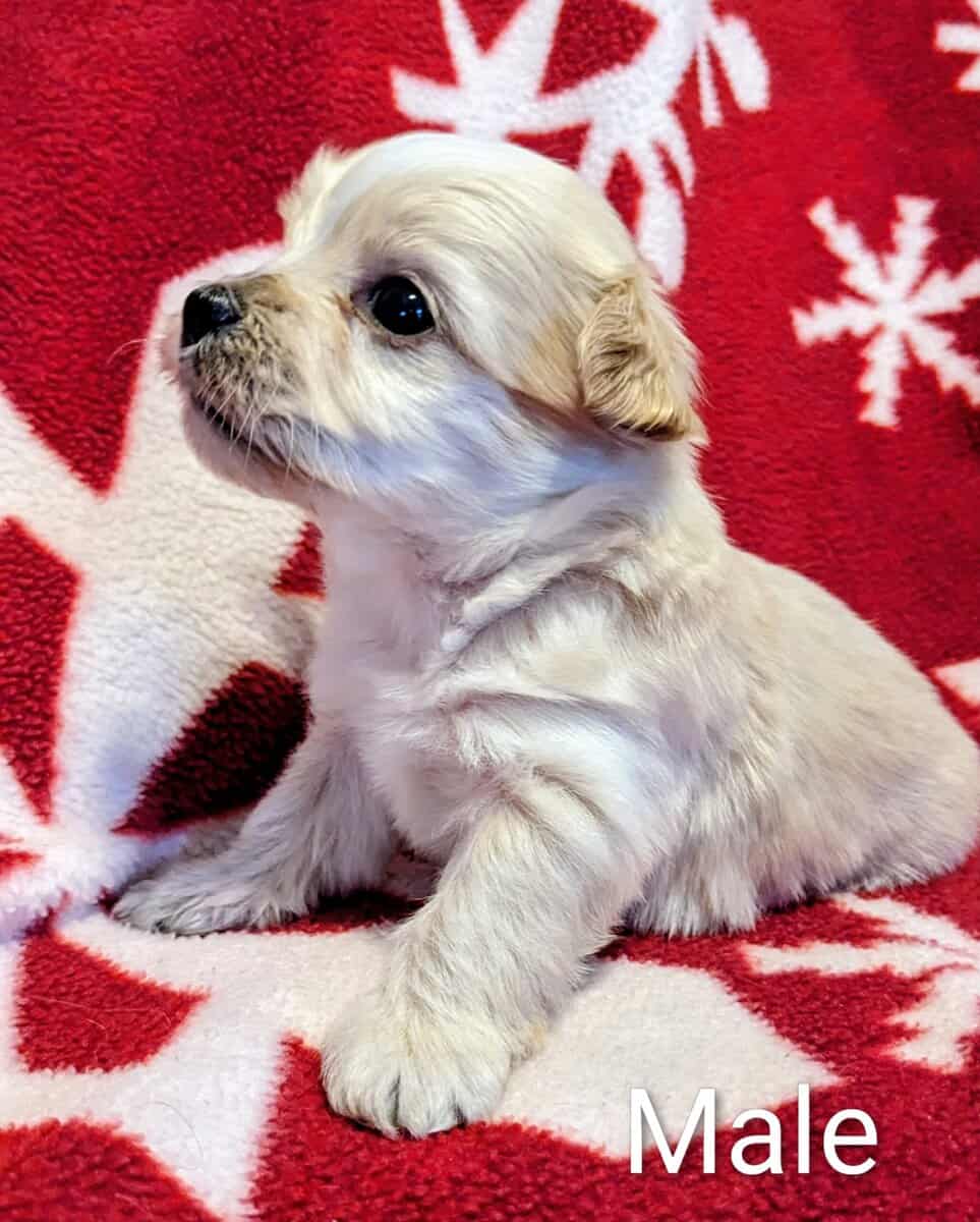 Morkie Male Puppies image 4