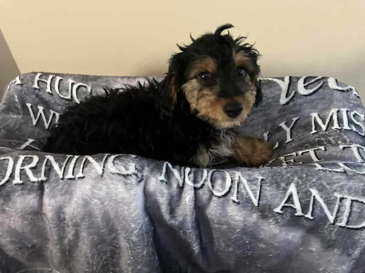 Yorkipoos image 1