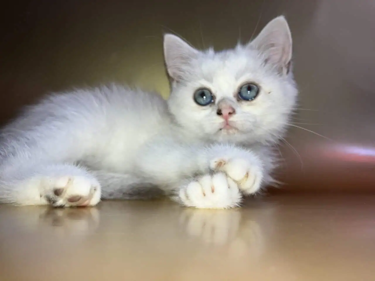 Silver chinchilla British shorthair female wcf image 6