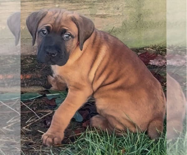 Boerboel–Cane Corso Puppies -- Ready to go! image 4