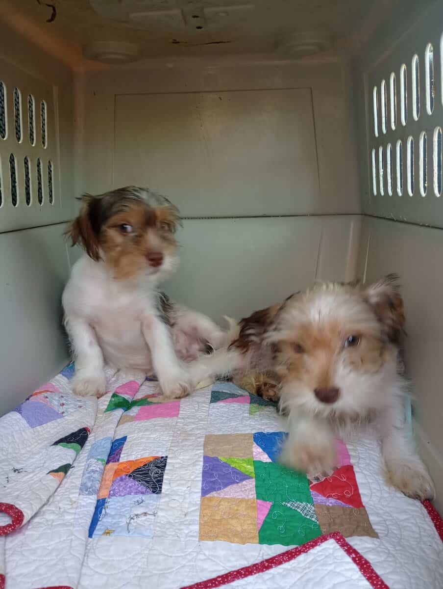 Shorkie puppies image 3