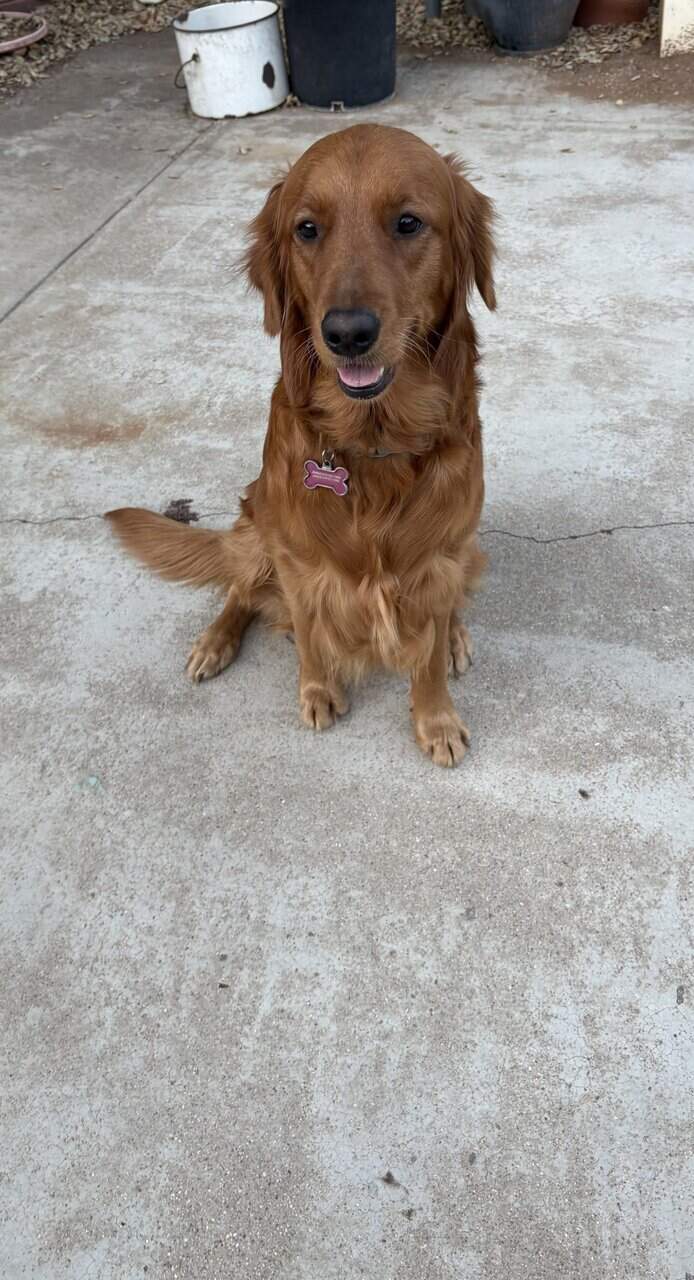 GOLDEN RETRIEVER image 9