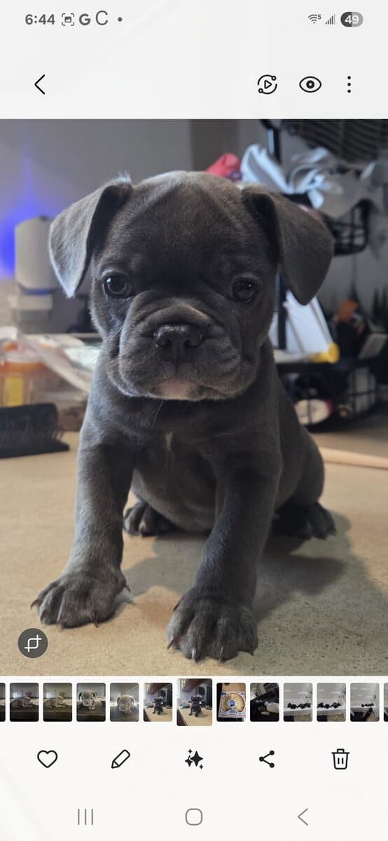 French Bulldog Puppies image 3