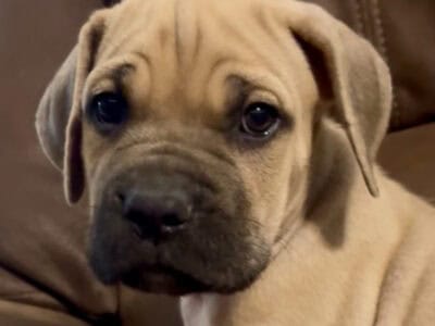 Light Green Collar Fawn