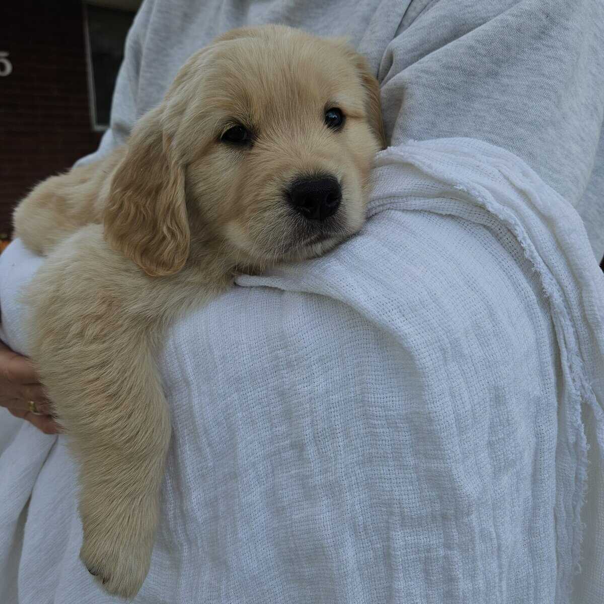 Golden Retriever Puppies image 3
