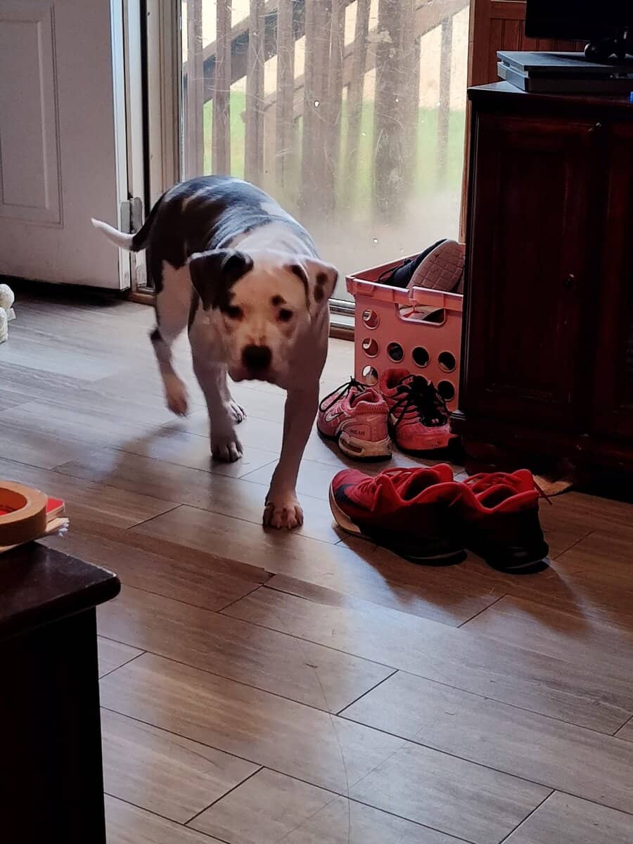 Pitbull image 4