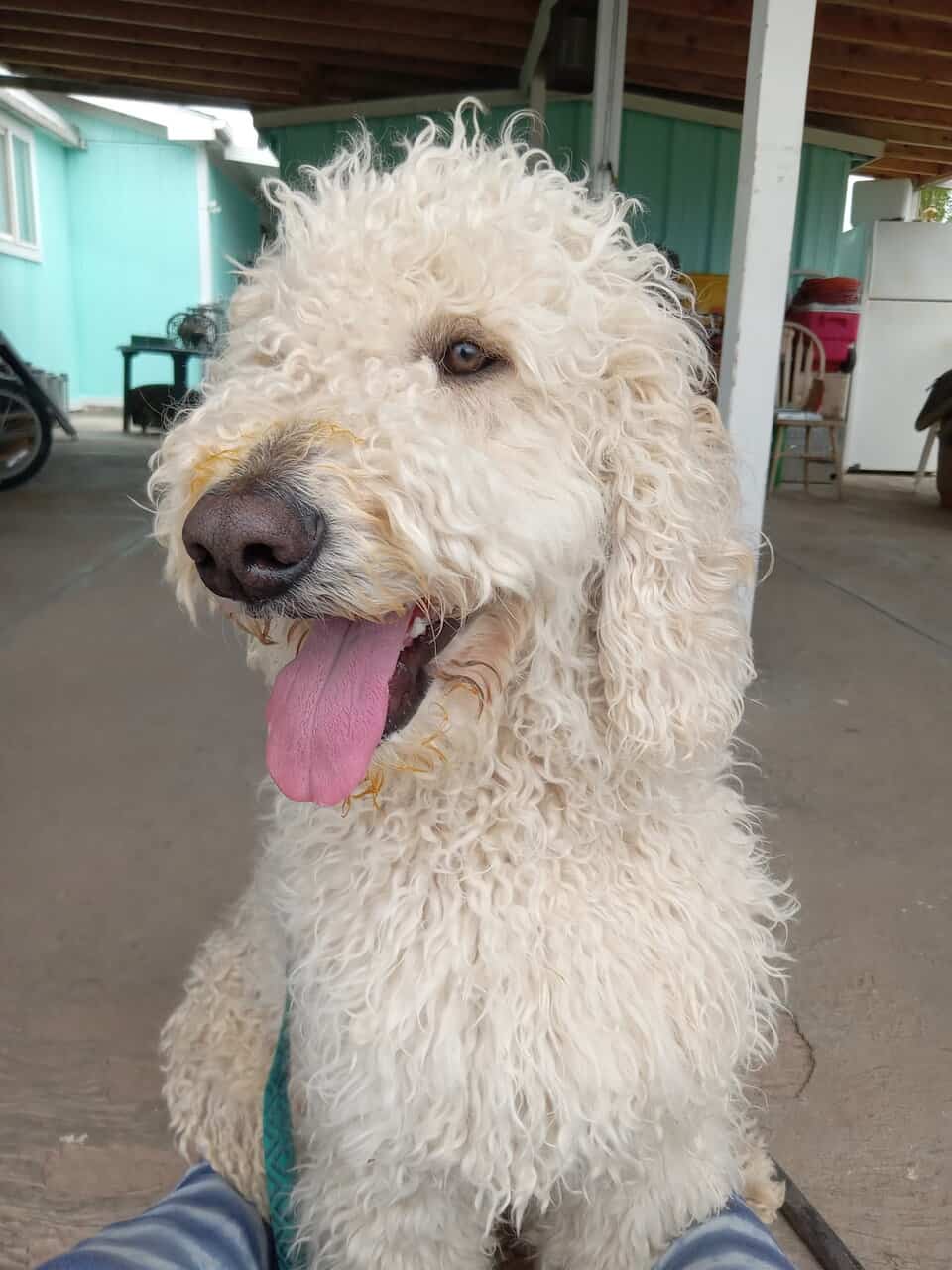 Free Golden doodles image 2