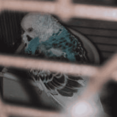 Budgies for sale image 2
