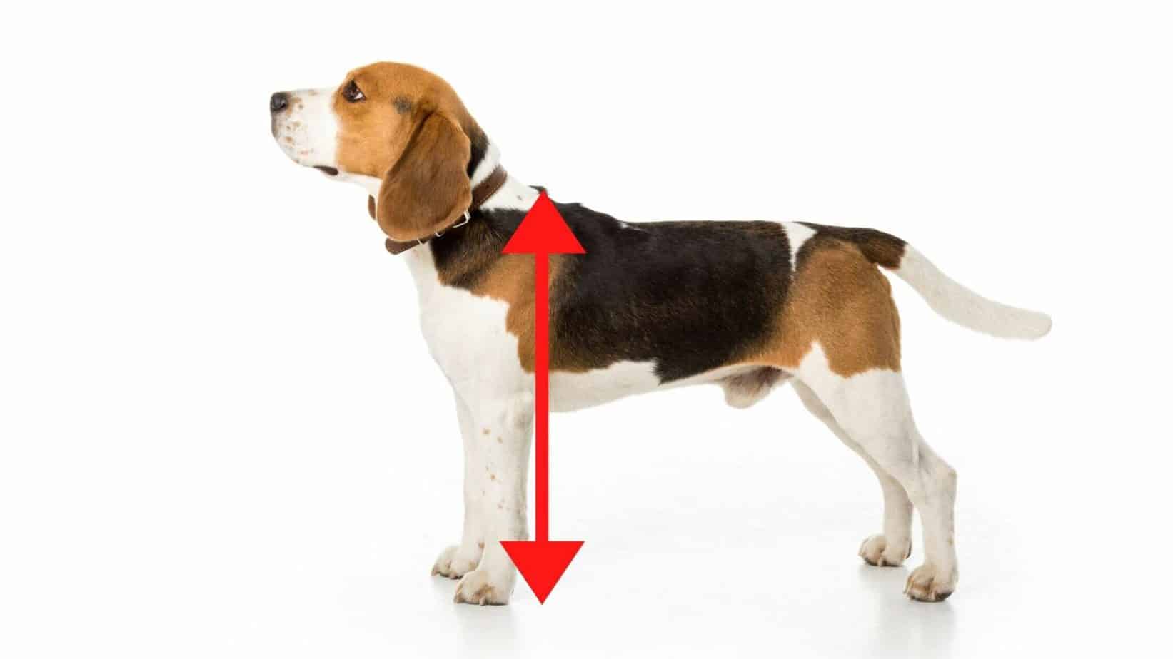 Beagle puppies (Michigan area) before Christmas image 11