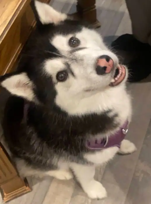 EMERGENCY REHOMING | Suki image 1