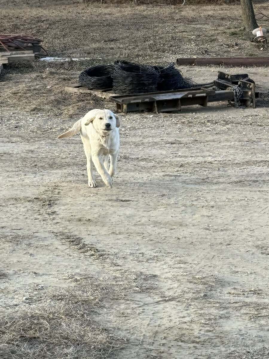 Male Lab puppy image 4