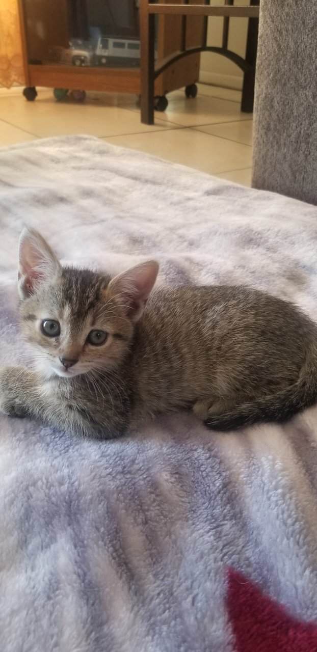 Kittens for sale! image 5