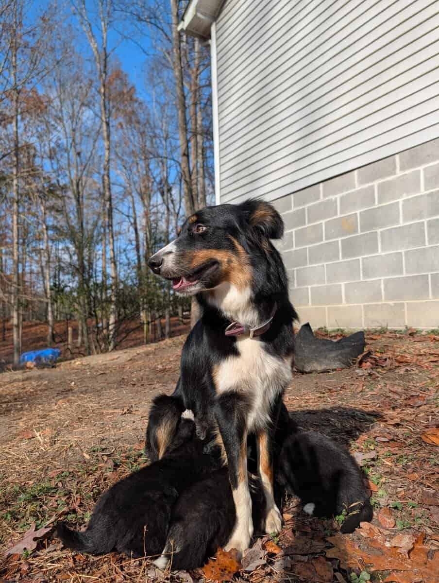 Border Collie Puppies image 7