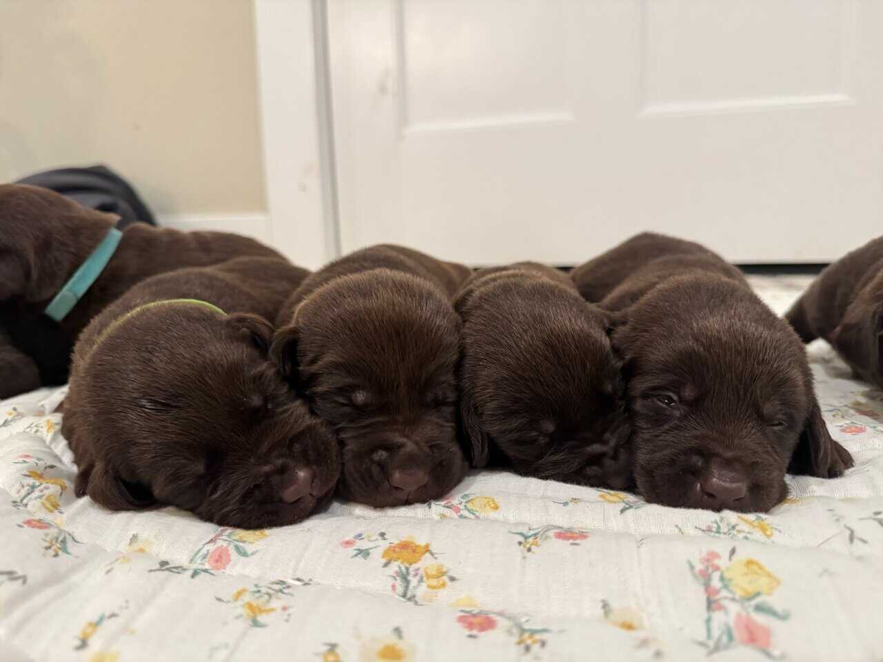 AKC Chocolate Labs image 2