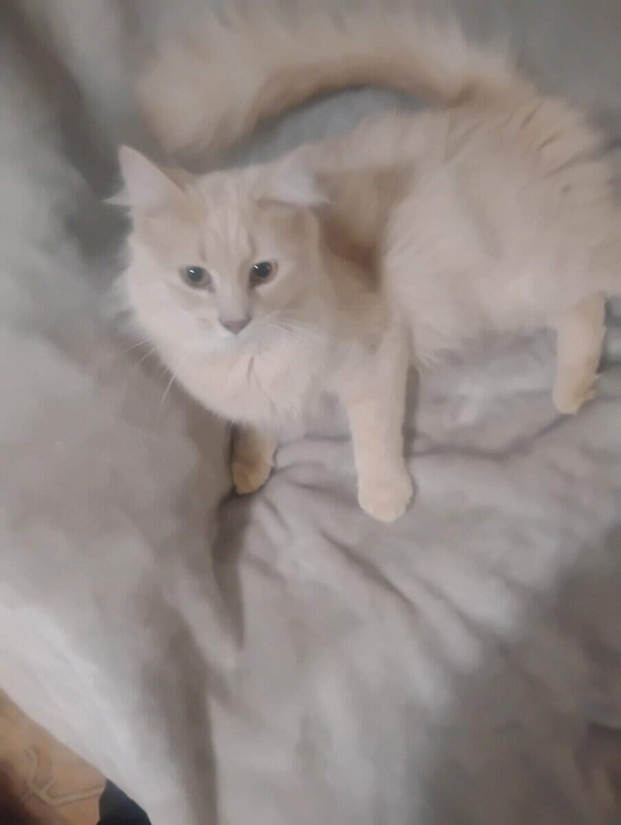 Cream cat up for adoption image 1
