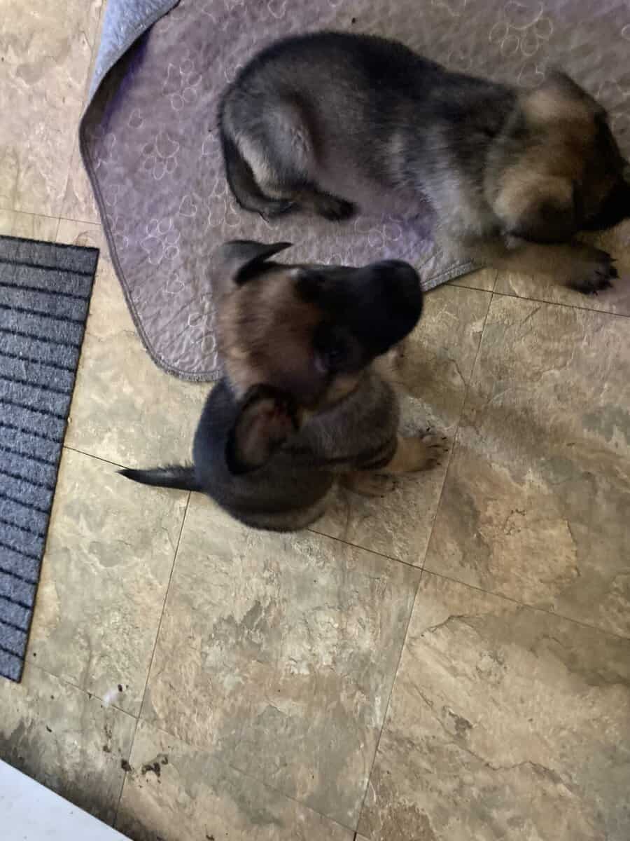 German Shepherd Puppy image 2
