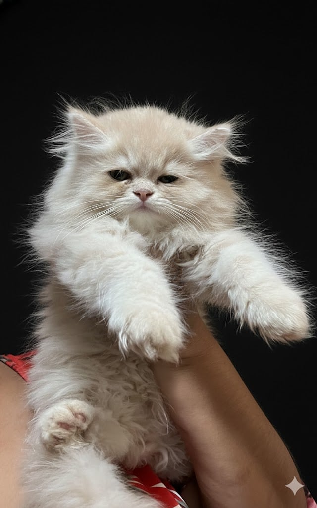 Persian babies and minuets ! image 2