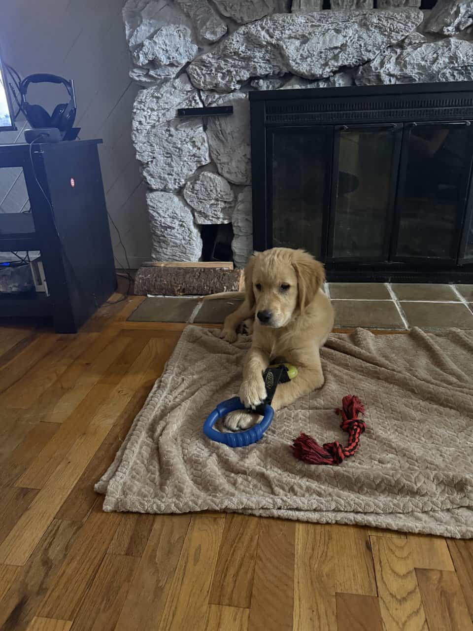Golden Retriever puppy image 1