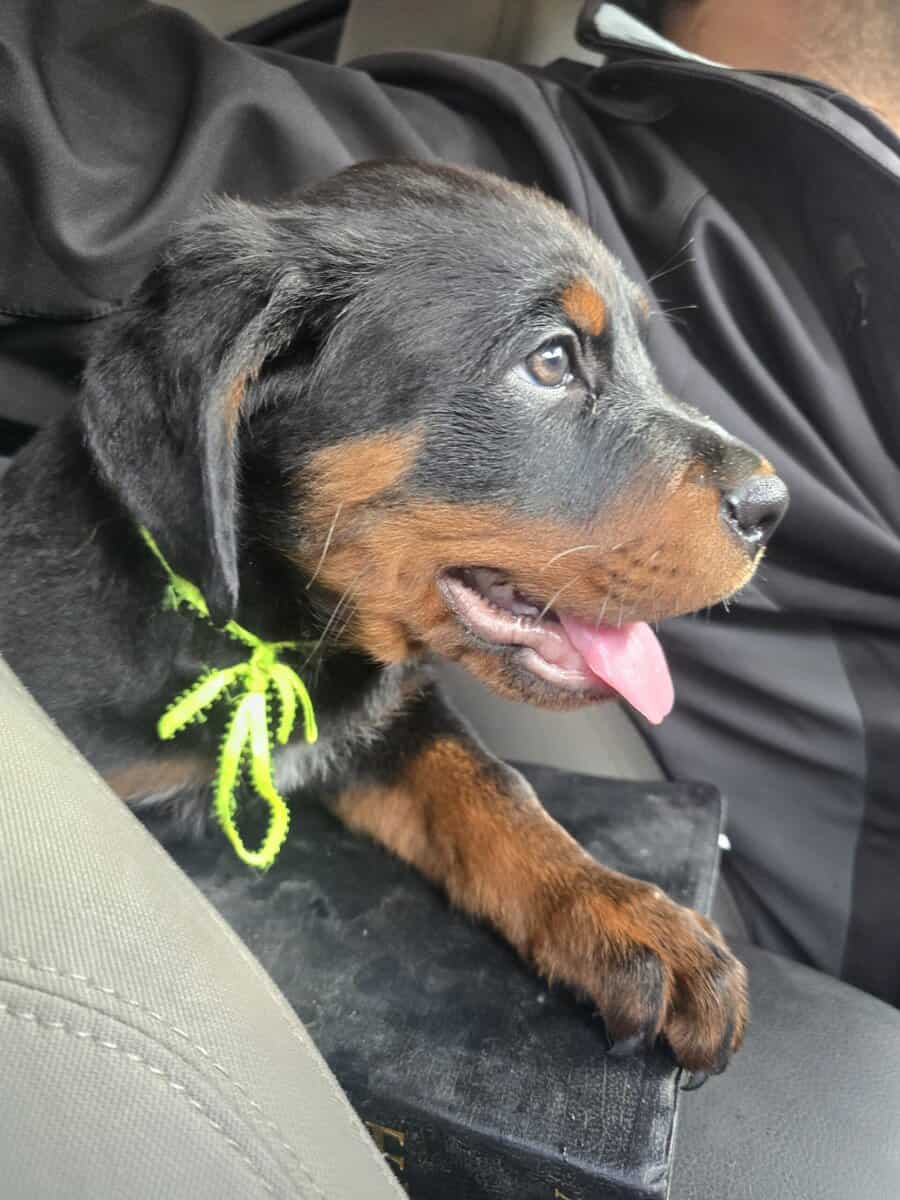 Rottweiler Puppies image 2
